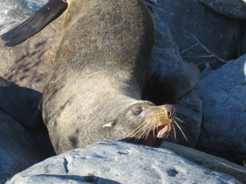 fur seals