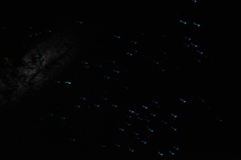 glow worms at mangapohue