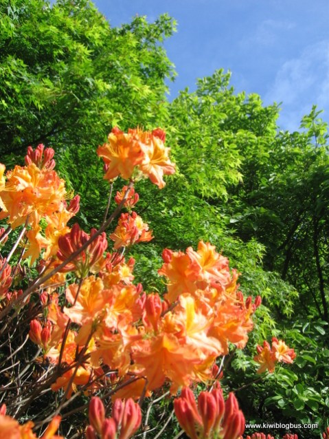 Flowers in Thornton Road Garden