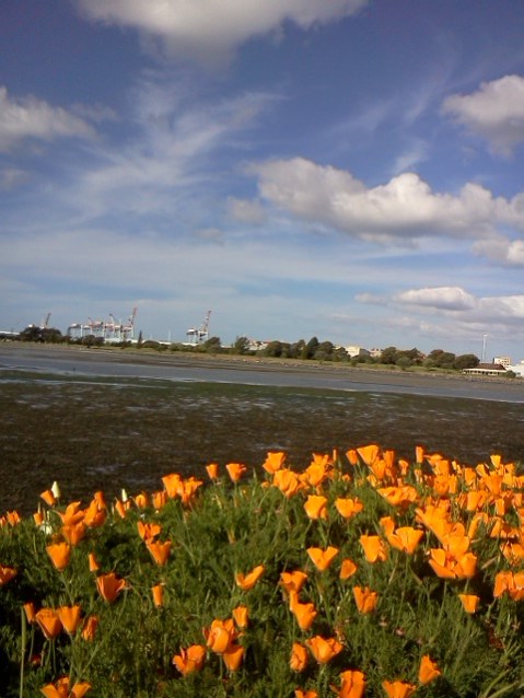 Ferguson Park, Tauranga