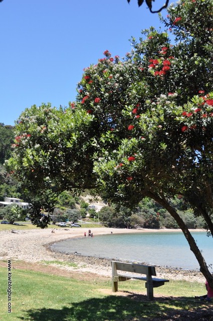 Pohutakawa coast