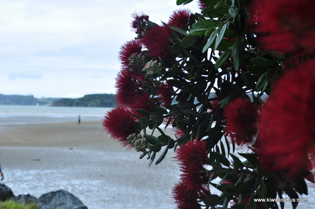 Bay of Islands COPYRIGHT KIWI BLOG BUS