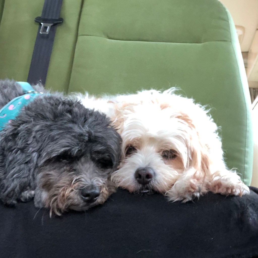 Jess & Pip the Kiwi Blog Bus dogs happy to be travelling again